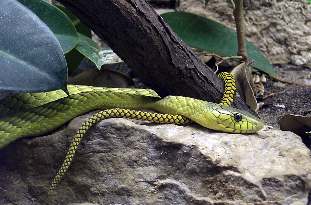 Первая змея. ДЕНДРОАСПИС виридис. Зелёная мамба Dendroaspis viridis. Змея Dendroaspis viridis. Dendroaspis viridis опасная.