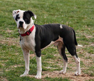 American bulldog deals little rascals