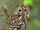 Tawny Owl