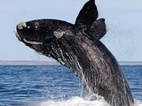 Southern Right Whale