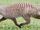 Banded Mongoose