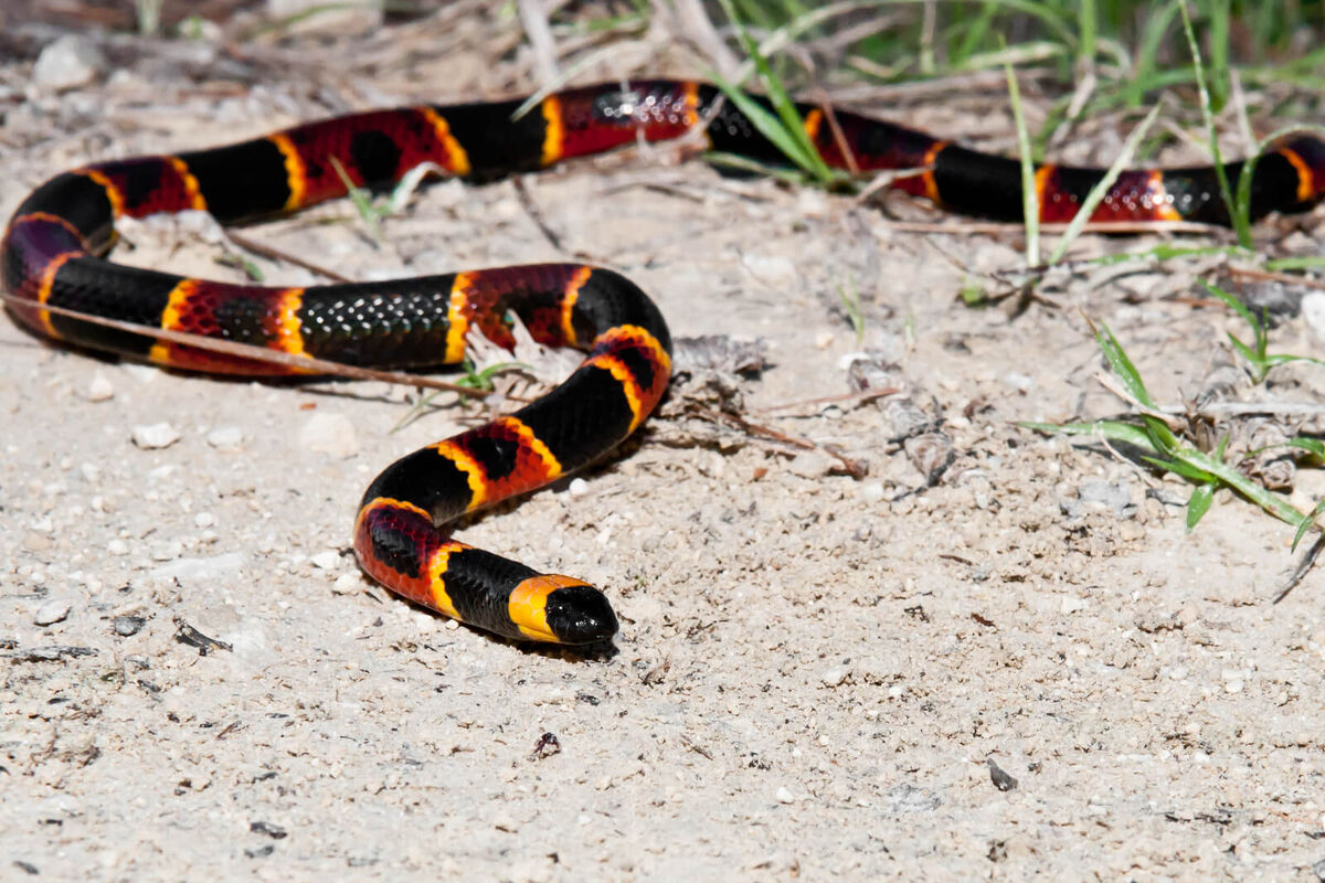 Eastern Coral Snake National Geographic