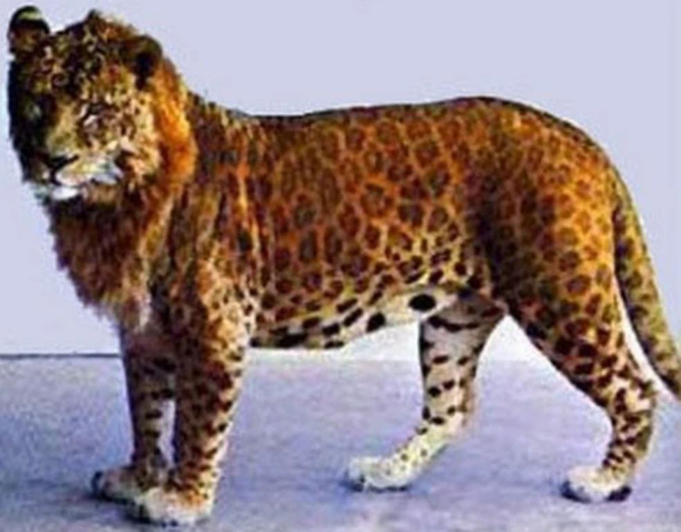 leoponページ Leopon | Animals Wiki | Fandom