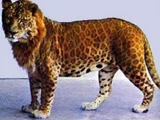 Leopon