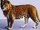 Leopon