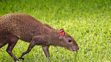 Animals hero agouti 0