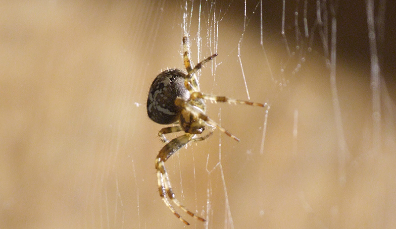 Barn spider - Wikipedia