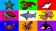 HED Sea Animals