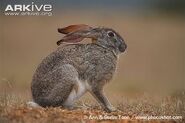 Cape Hare as Snowshoe Hare