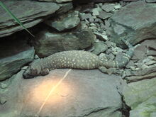 Lizard, Mexican Beaded