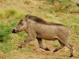 Common Warthog