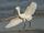 Snowy Egret