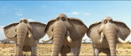 African Bush Elephant