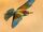 European Bee-eater