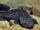 Chinese Giant Salamander