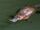 Platypus