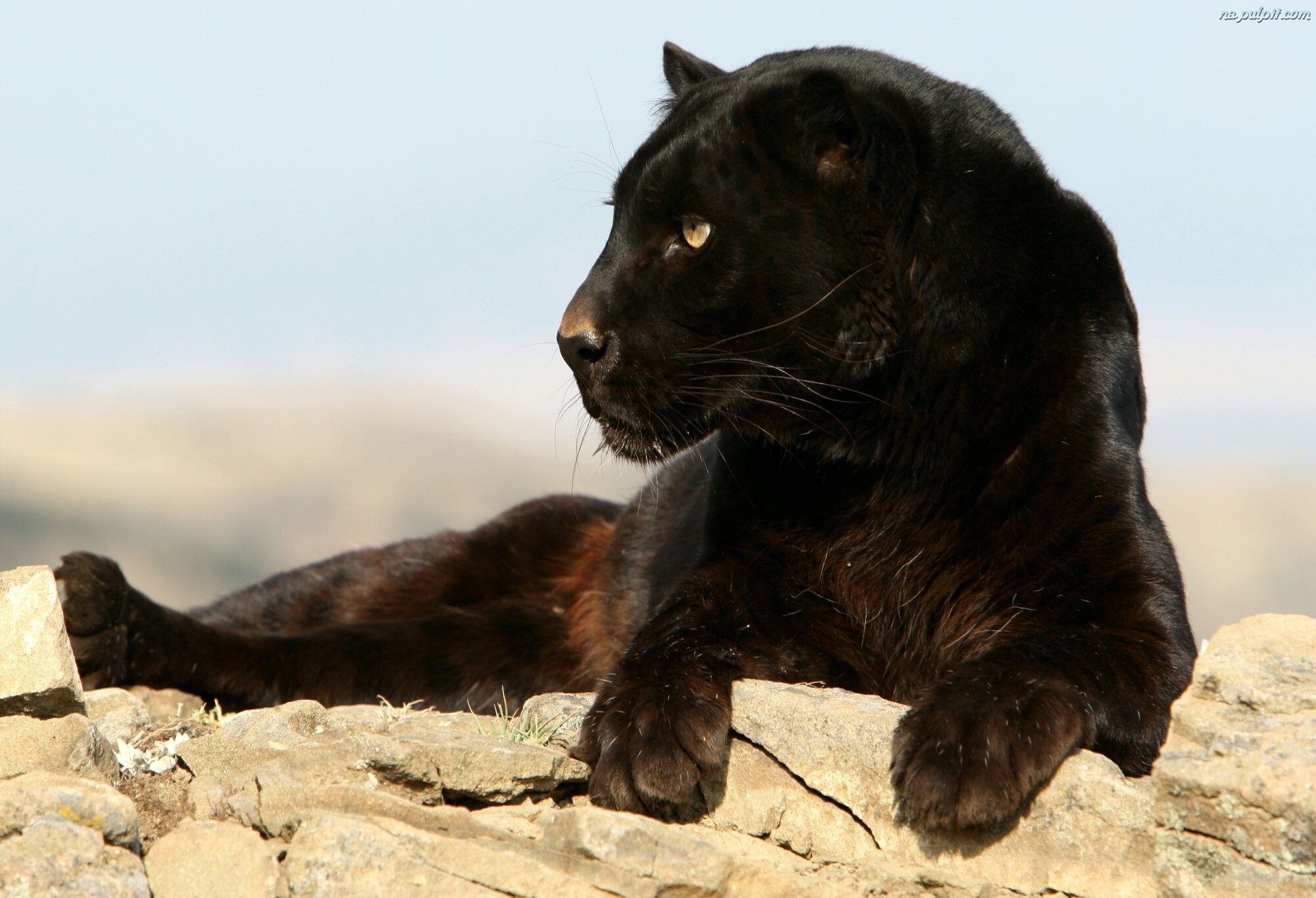 Black Leopard  Discover Animals