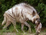 Striped Hyena
