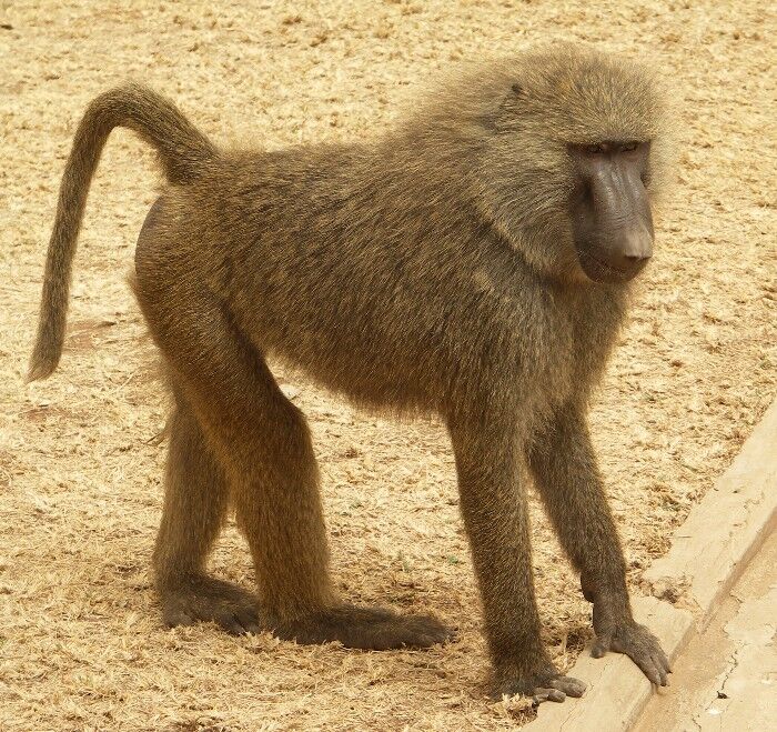 olive baboon teeth