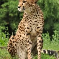 The African Animal King 1 The Dinosaur King 1 Animals Wiki Fandom