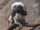 Cotton-top Tamarin