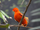 Guianan Cock-of-the-rock