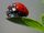 Seven-spot Ladybug