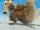Jomeodon (Saber-toothed Chipmunk)