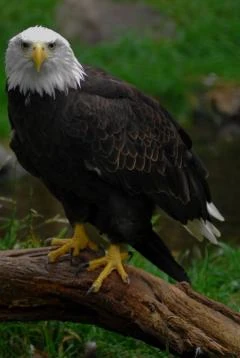 Discuss Everything About Animals Wiki | Fandom