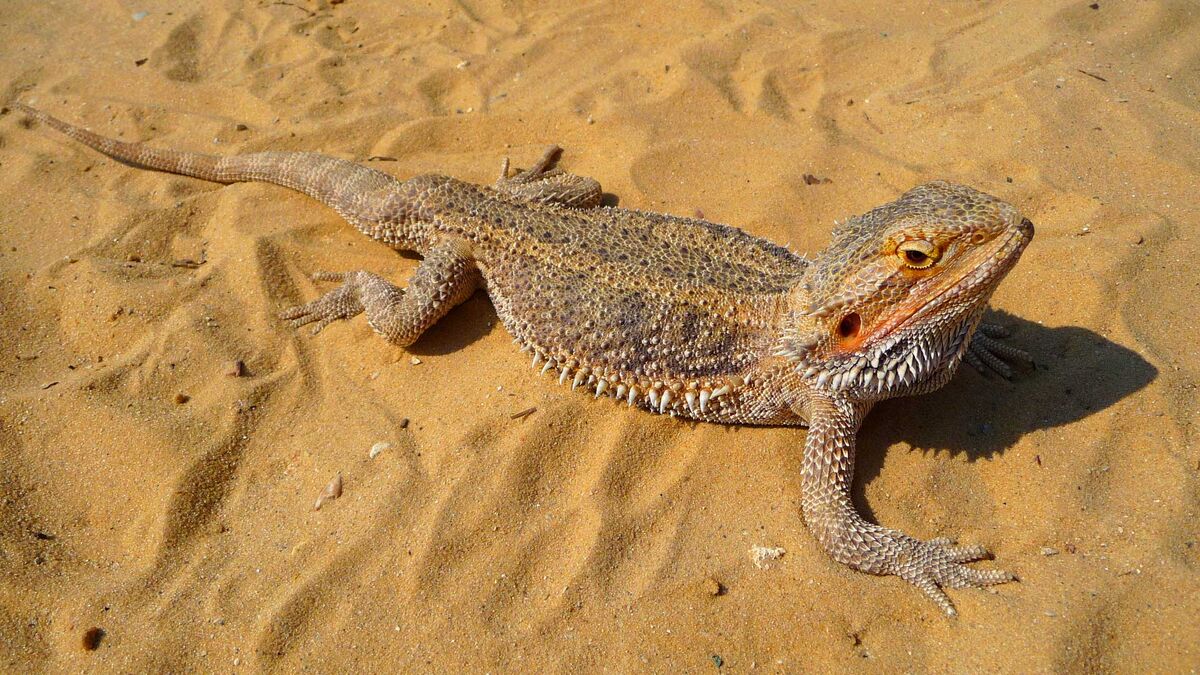 CB Pogona vitticeps Bearded Dragon