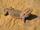Central Bearded Dragon
