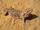 Central Bearded Dragon