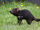 Tasmanian Devil