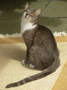 Brazilian Tabby Cat