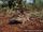 Rufous Sengi