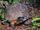 Wood Turtle