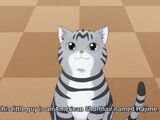 American Shorthair