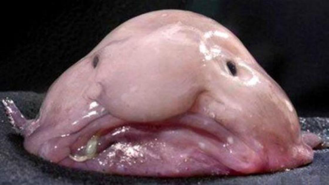 Blobfish, Animal Crossing Fan Wiki