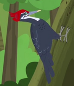 Pileated Woodpecker Animals Wiki Fandom