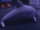 La Plata Dolphin