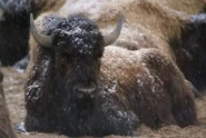Bison-bison-bison3.jpg (14 KB)