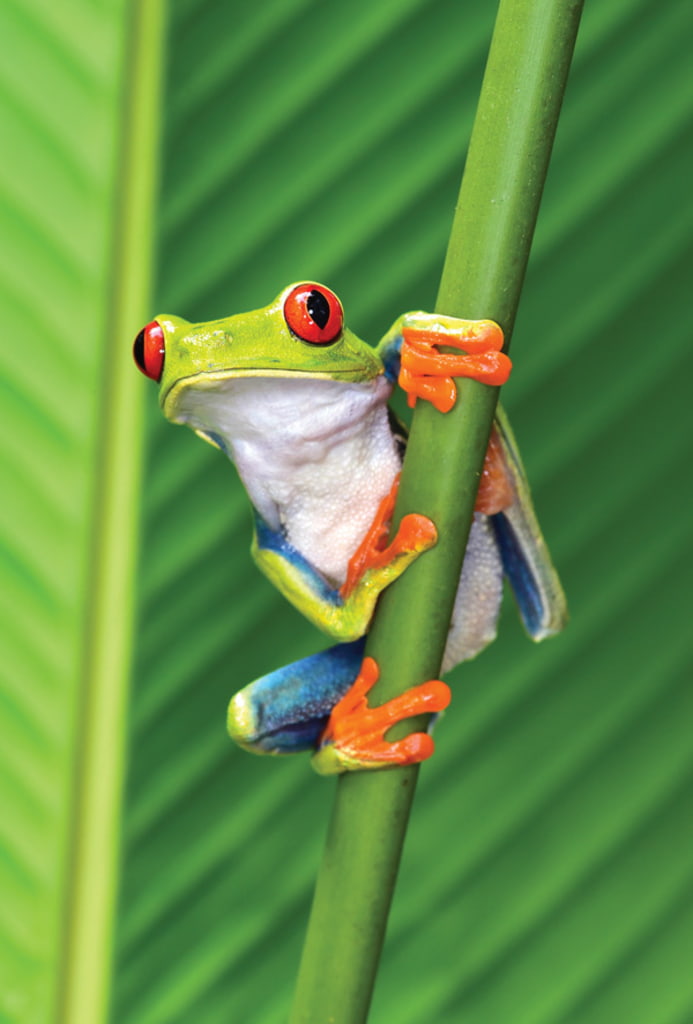 Ficheiro:Green-leopard-frog-in-swamp.jpg – Wikipédia, a