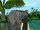 African Mammoth