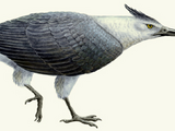 Teratornis