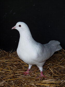 Domestic Pigeon | Animals Wiki | Fandom Domestic Pigeon | Animals Wiki | Fandom
