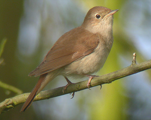 Common nightingale - Wikipedia