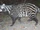 African Civet