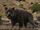 Dire Wolf