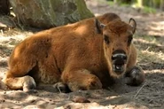 Bison-bison-athabascae5.jpg (53 KB)