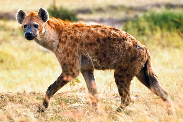 Spotted Hyena | Animals Wiki | Fandom Spotted Hyena | Animals Wiki | Fandom